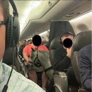 一匹小馬“坐”飛機(jī) 網(wǎng)友調(diào)侃：給它上杯咖啡吧！-香港國際快遞