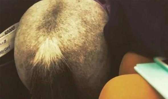 網友拍到闖入機艙的驢 網友拍到闖入機艙的驢