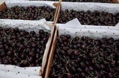 三字代碼-約7700噸智利車?yán)遄又焙降譁?直航模式節(jié)約時間和運費