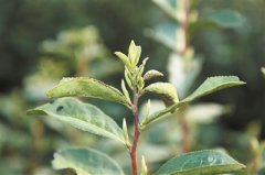 印度尼西亞空運每日商報、京東物流、醬爆推出“浙里有好茶”公益行動