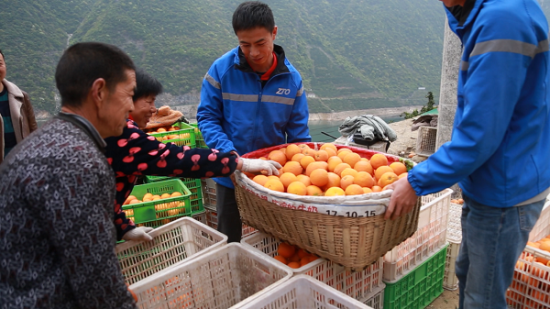 為“鄂”拼單 中通快遞35天助銷秭歸臍橙超25萬單