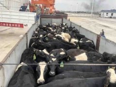  功夫不負有心人
-空運價格查詢