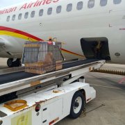 海航貨運(yùn)安全運(yùn)輸警犬，服務(wù)海南消防救援（附圖）
-伊朗中歐班列